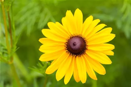 Sonnenhut Rudbeckia