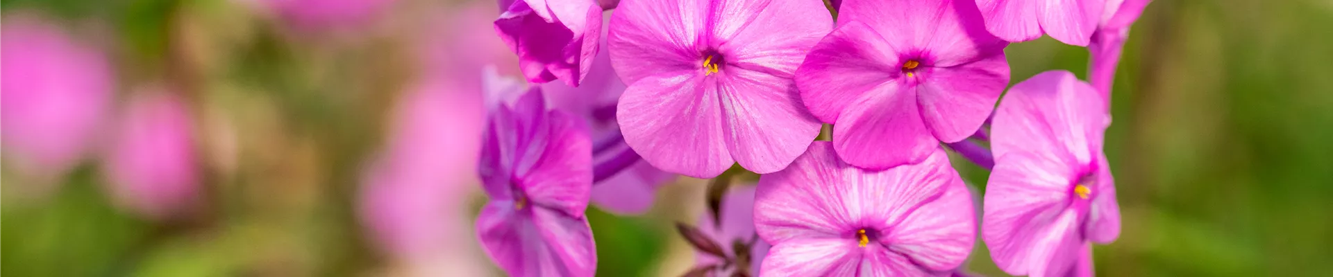 Phlox carolina 'Rosalinde'