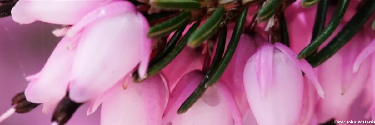 Pflanze des Monats Oktober: Heide