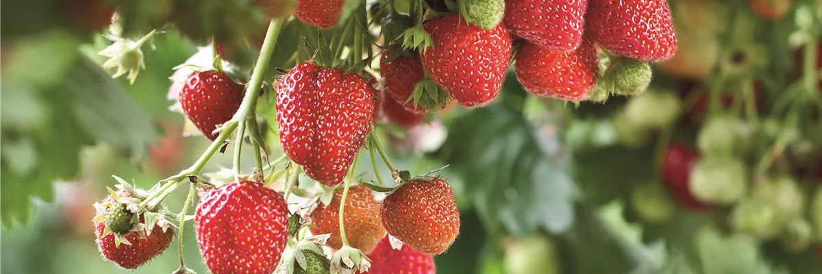 FRISCH AUS DEM GARTEN!