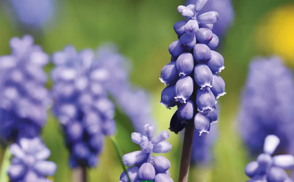 Gartencenter Knauß - bevorstehende Events Gartencenter Knauß - bevorstehende Events