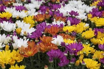 CHRYSANTHEMEN IN FARBEN UND FORMEN CHRYSANTHEMEN IN FARBEN UND FORMEN