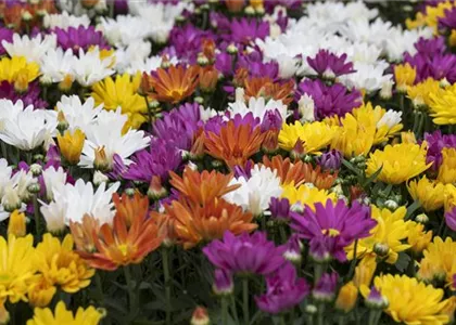 CHRYSANTHEMEN IN FARBEN UND FORMEN