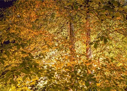LICHTQUELLEN MACHEN DEN GARTEN SCHöNER! LICHTQUELLEN MACHEN DEN GARTEN SCHöNER!