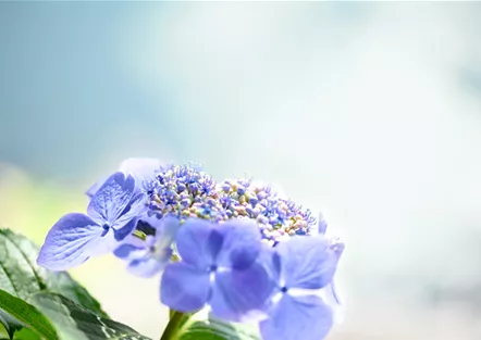 Hortensie