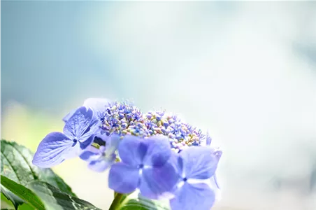 Hortensie