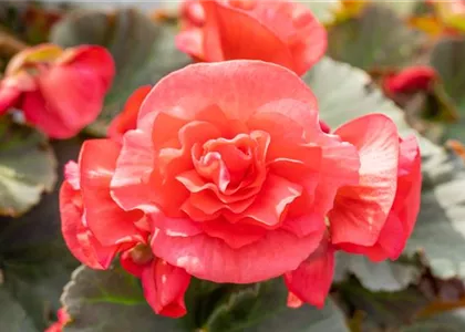 EINE BLUME SAGT MEHR ALS 1000 WORTE