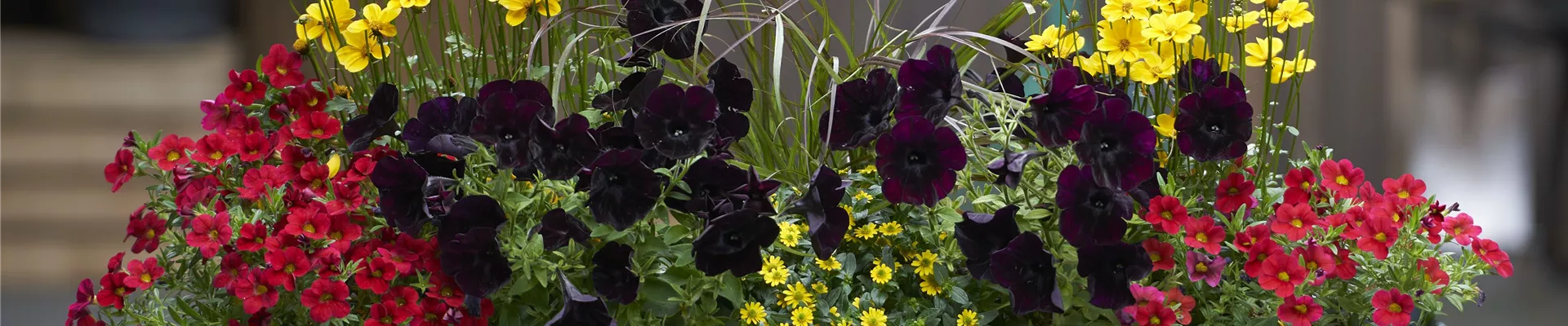 HEIMSPIEL FÜR IHREN BALKON! 