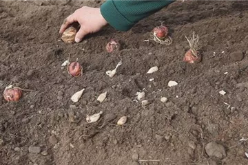 AUS DER KNOLLE KOMMT DAS TOLLE! AUS DER KNOLLE KOMMT DAS TOLLE!