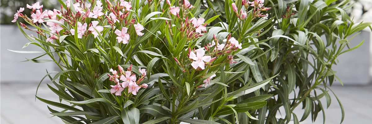 SOMMER-LIFE-BALANCE! 