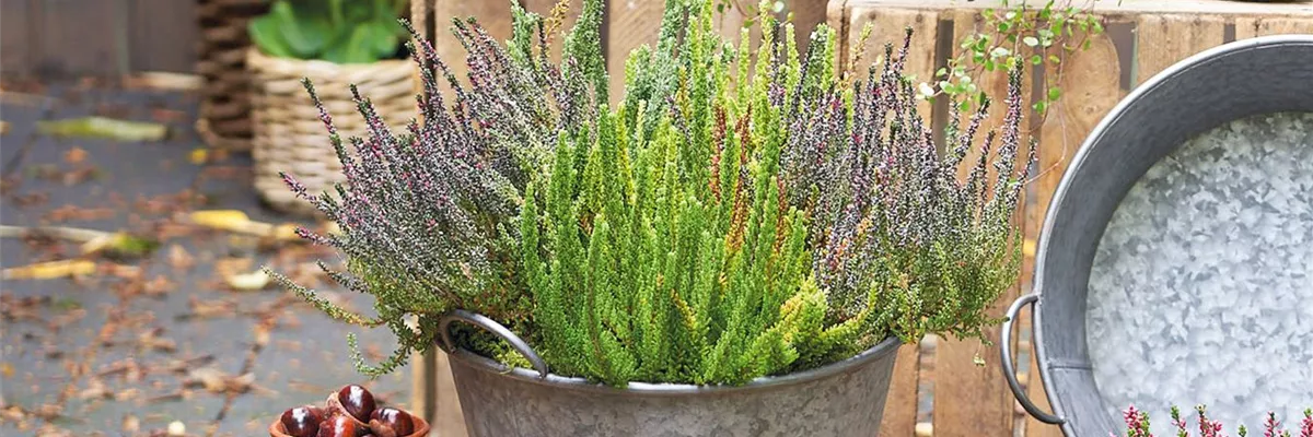 CALLUNA VULGARIS SKYLINE