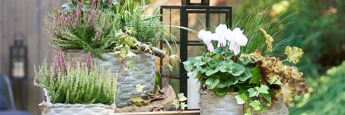 HERBSTBLüHER IM GEFäSS!