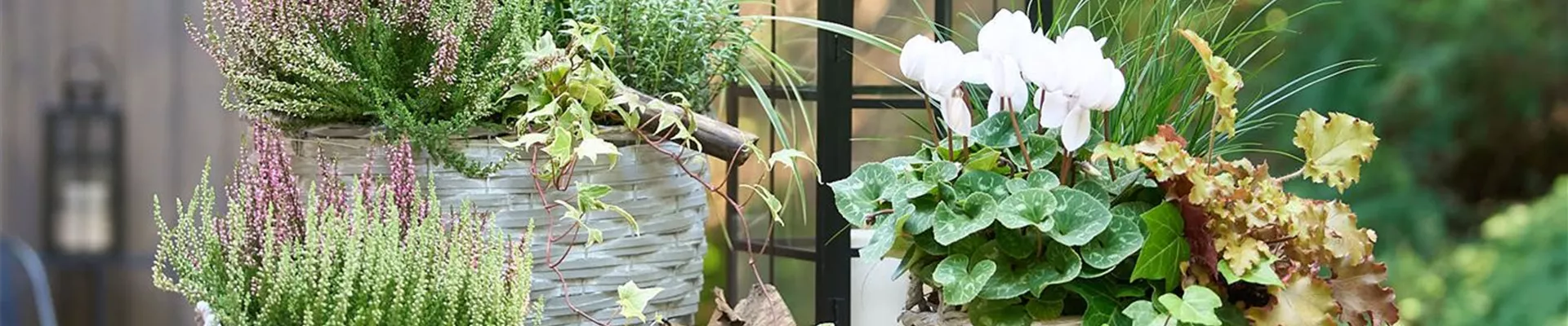 HERBSTBLüHER IM GEFäSS!