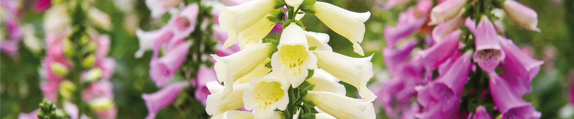 PFLANZE DES MONATS JUNI: FINGERHUT