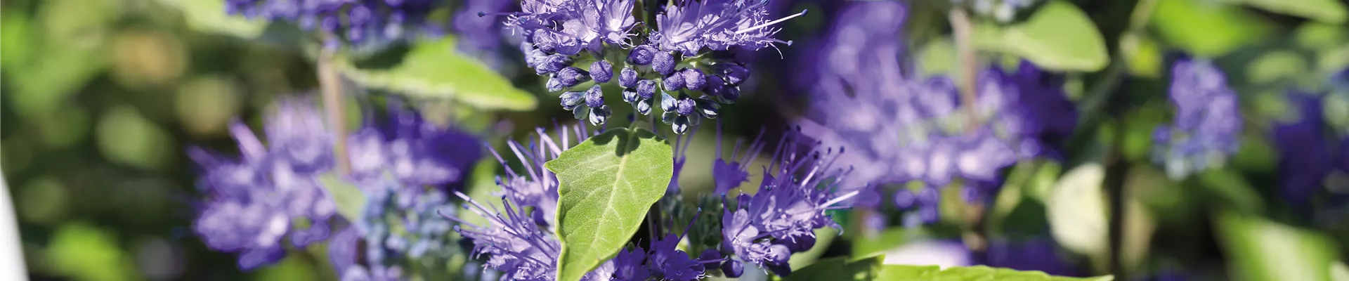 PFLANZE DES MONATS AUGUST: BARTBLUME