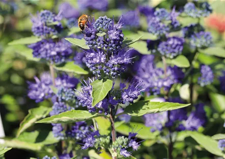 PFLANZE DES MONATS AUGUST: BARTBLUME