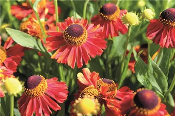 PFLANZE DES MONATS SEPTEMBER: SONNENBRAUT