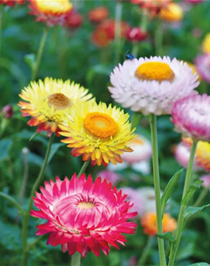 PFLANZE DES MONATS MAI: STROHBLUME