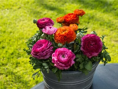 Bunter Frühlingsgarten