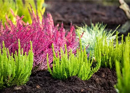 DER HEIDEGARTEN!