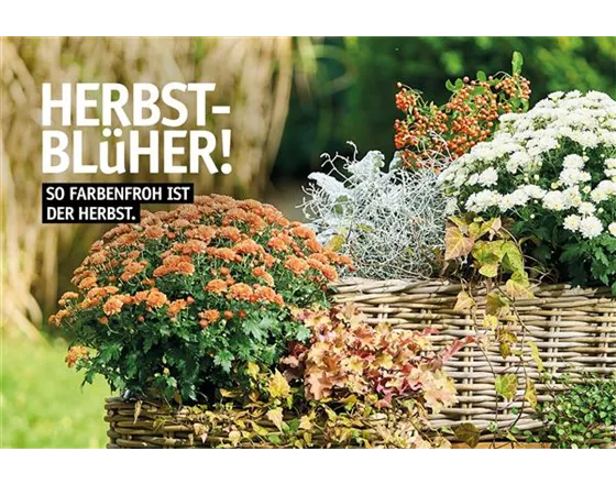 Herrlicher Herbst