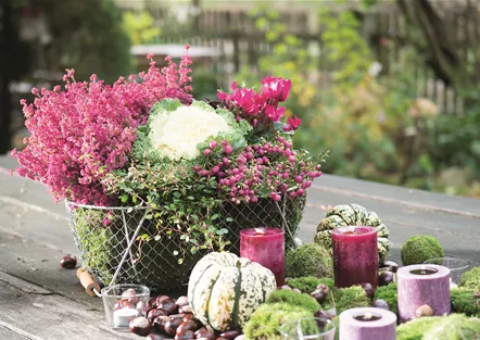 BEERENSTARKE TöNE! BEERENSTARKE TöNE!