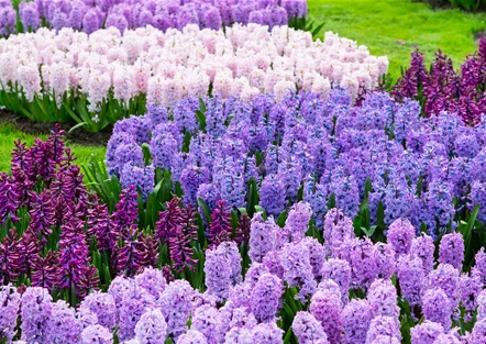 JETZT PFLANZEN, SPäTER STAUNEN! JETZT PFLANZEN, SPäTER STAUNEN!