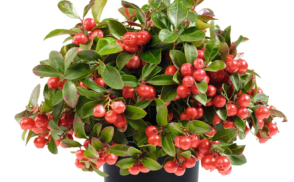 UNSER ANGEBOT DER WOCHE! UNSER ANGEBOT DER WOCHE!