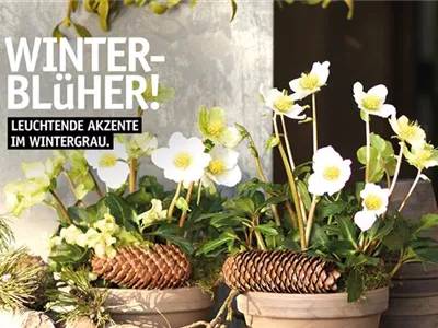 Die Adventsausstellung 2025