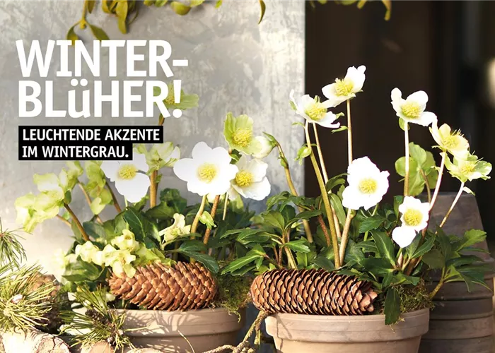 Die Adventsausstellung 2025