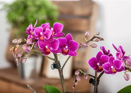 Pflanze des Monats Januar: Orchidee