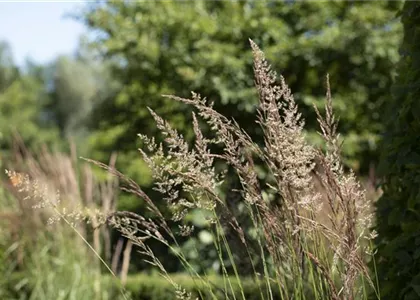 WIE GRäSER DEN GARTEN AUFWERTEN!