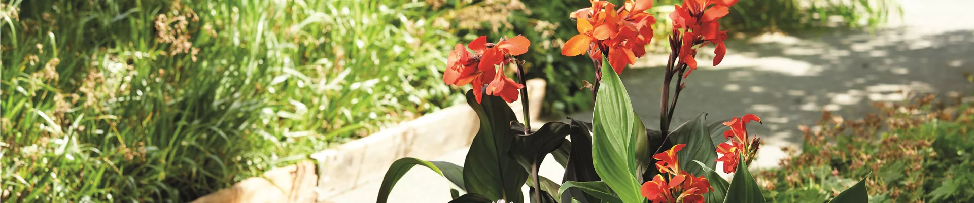 SO SCHöN BLüHT ES IM BEET! 