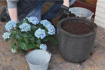 Hortensien - Einpflanzen in ein Gefäß