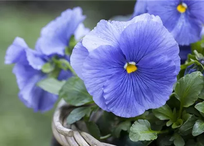 FRüHLING AUF DEM BALKON