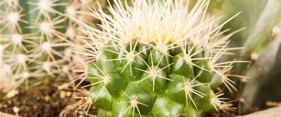 SOMMERURLAUB FüR ZIMMERPFLANZEN SOMMERURLAUB FüR ZIMMERPFLANZEN