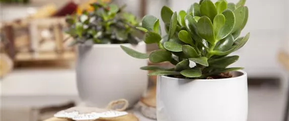 SOMMERURLAUB FüR ZIMMERPFLANZEN SOMMERURLAUB FüR ZIMMERPFLANZEN