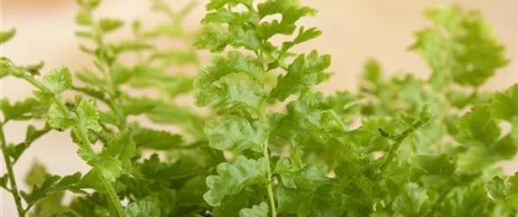 SOMMERURLAUB FüR ZIMMERPFLANZEN SOMMERURLAUB FüR ZIMMERPFLANZEN