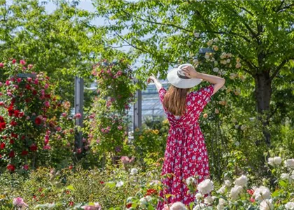 DER ROSENGARTEN - SCHLICHTE ELEGANZ UND TOLLE DüFTE