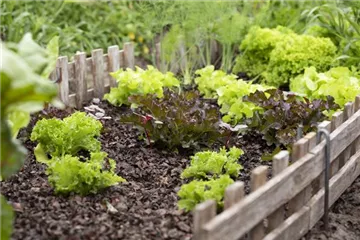 EIGENER GEMüSEANBAU IM TREND EIGENER GEMüSEANBAU IM TREND