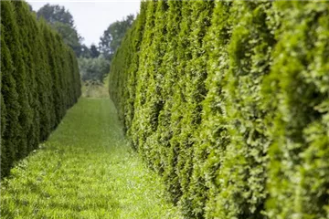 AUSGEHECKT! AUSGEHECKT!