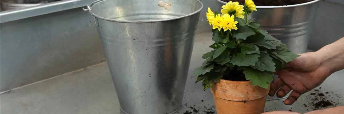 Dahlie - Einpflanzen in ein Gefäß (thumbnail) Dahlie - Einpflanzen in ein Gefäß (thumbnail)