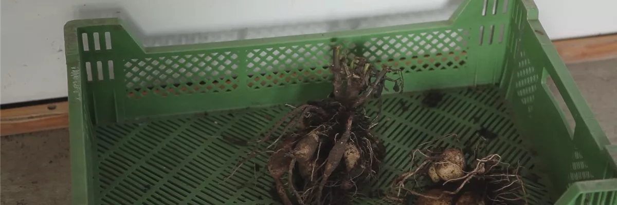 Dahlien - Überwintern (thumbnail) Dahlien - Überwintern (thumbnail)