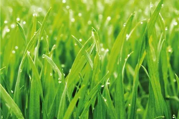 GRüNER TEPPICH! GRüNER TEPPICH!