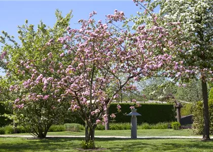 OBSTGEHöLZE RICHTIG SCHNEIDEN