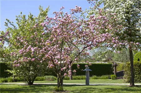 OBSTGEHöLZE RICHTIG SCHNEIDEN