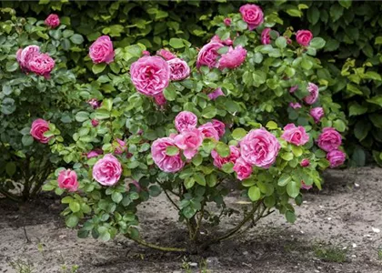 DER OKTOBER - PFLANZZEIT FÜR ROSEN DER OKTOBER - PFLANZZEIT FÜR ROSEN
