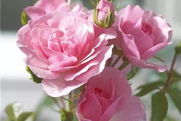 ROMANTIK PUR! ROMANTIK PUR!