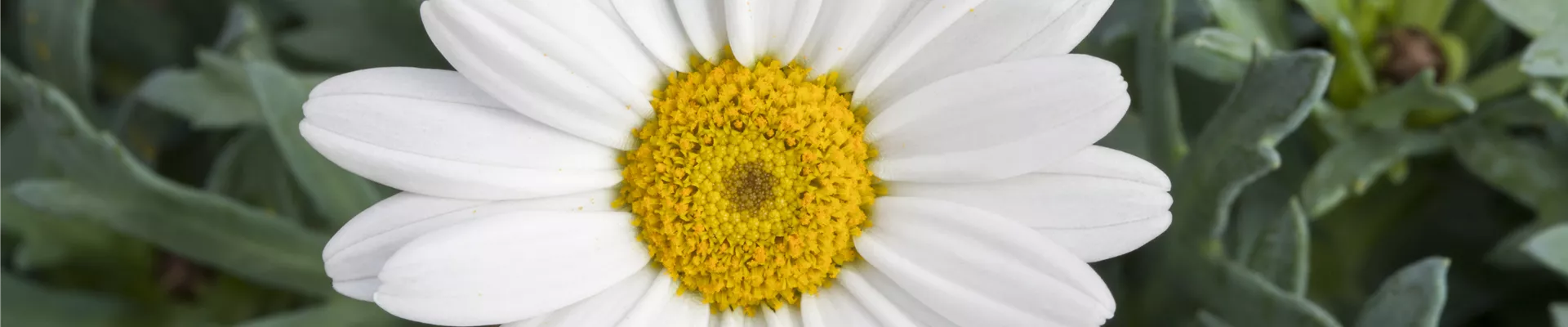 Leucanthemum