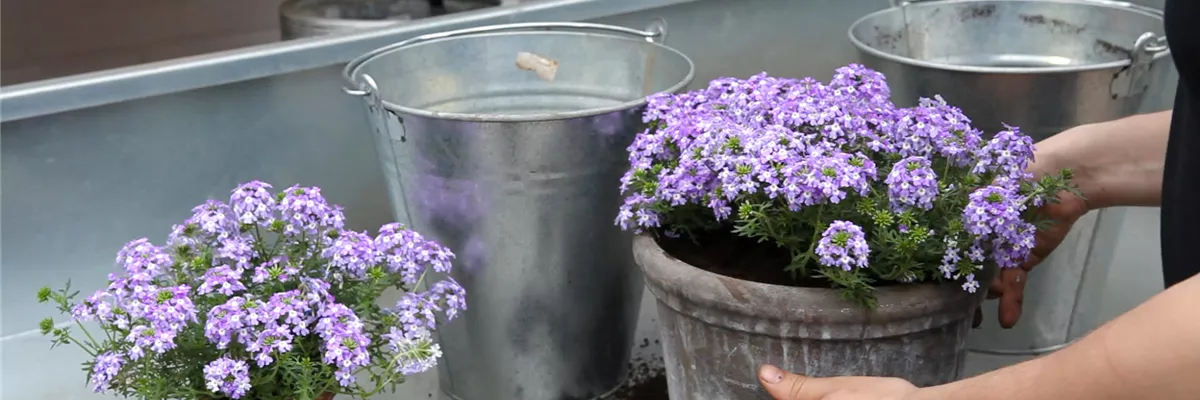 Eisenkraut - Einpflanzen in ein Gefäß (thumbnail) Eisenkraut - Einpflanzen in ein Gefäß (thumbnail)